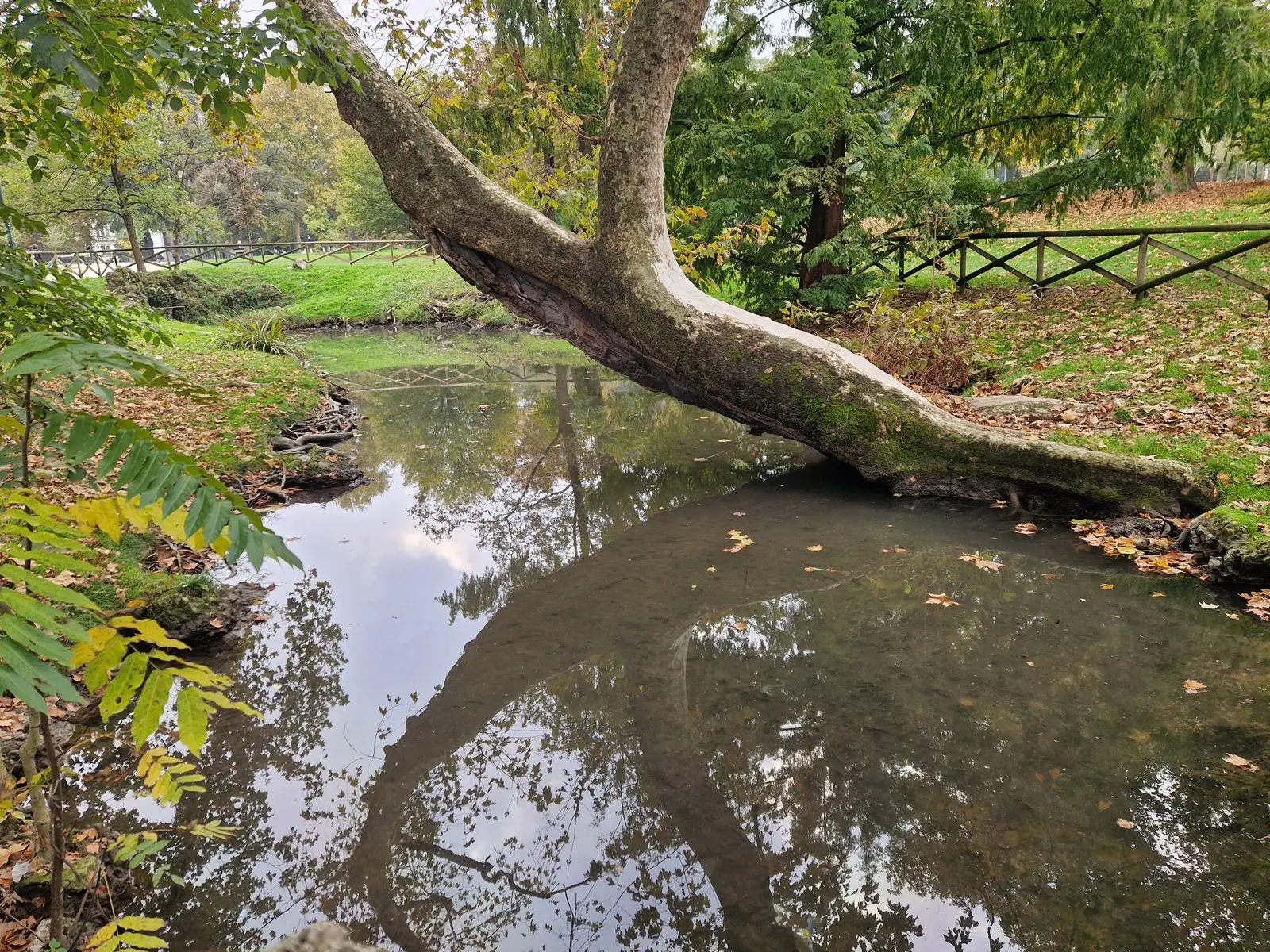 Träd och kanal i Parco Sempione i Milano